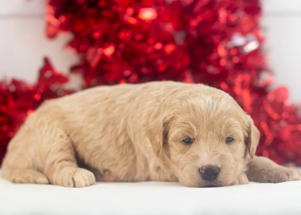 Lolly goldendoodle for sale(3).jpg