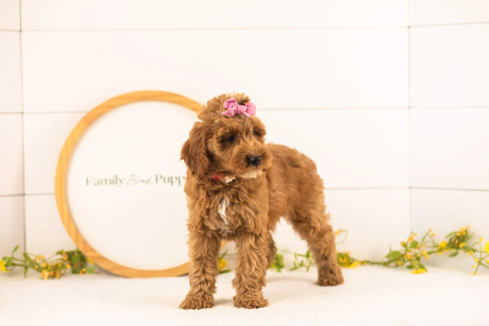 Angel goldendoodle for sale.jpg