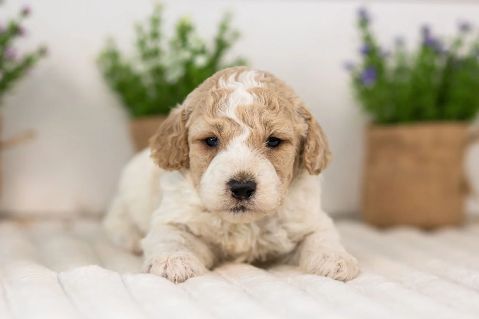 Dirby goldendoodle for sale.jpg