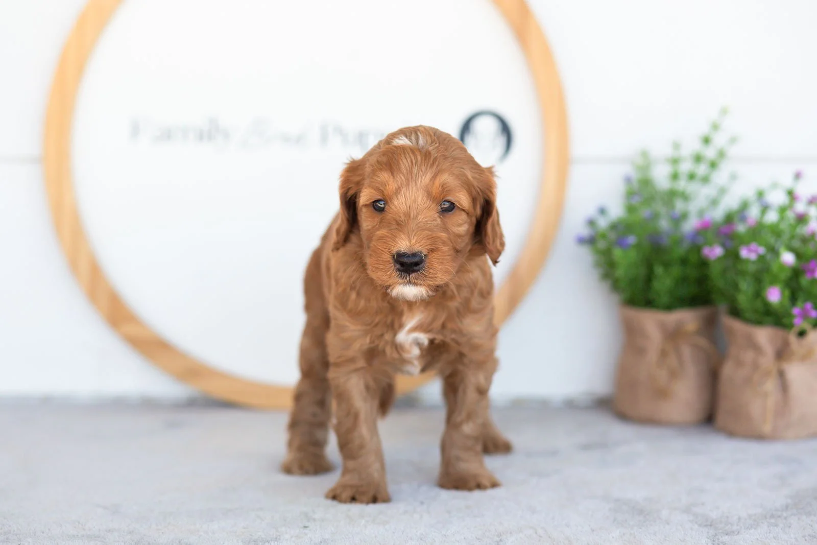 Angel goldendoodle for sale(1).jpg