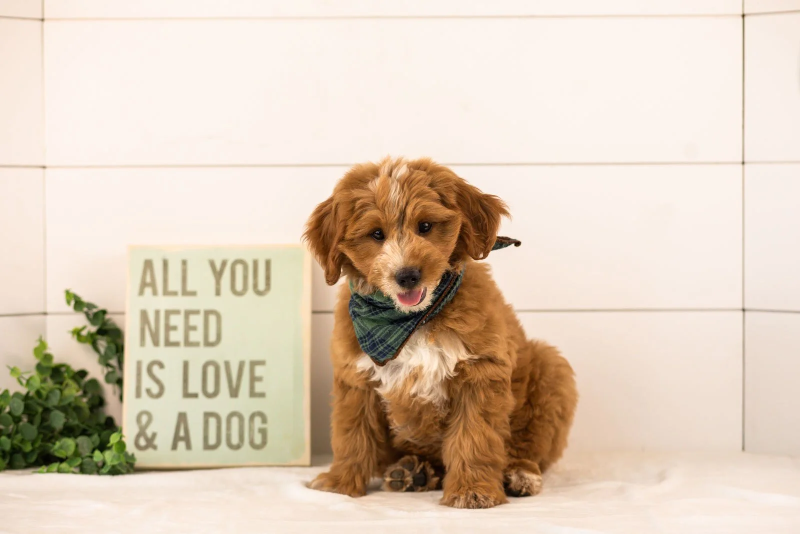Bobby goldendoodle for sale(1).jpg