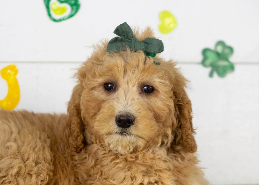 Lucille goldendoodle for sale(2).jpg