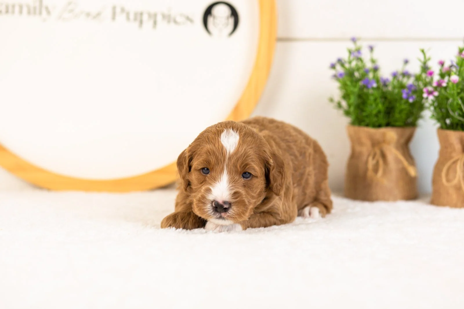 Gouda goldendoodle for sale.(1).jpg