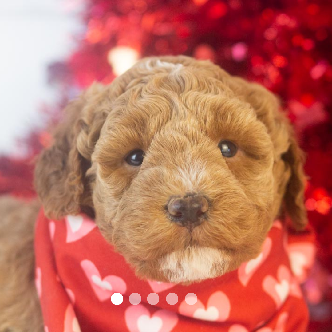 Copy of FBP Design.png