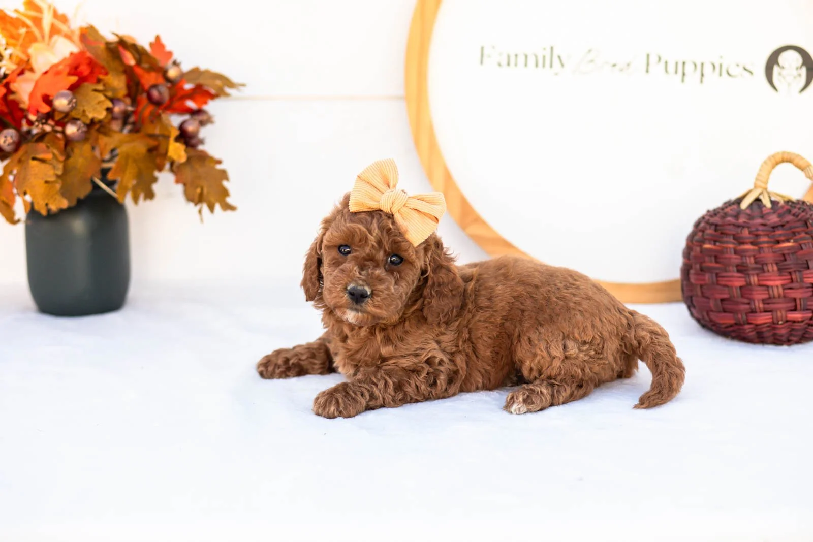 Ellie goldendoodle for sale 5.jpg