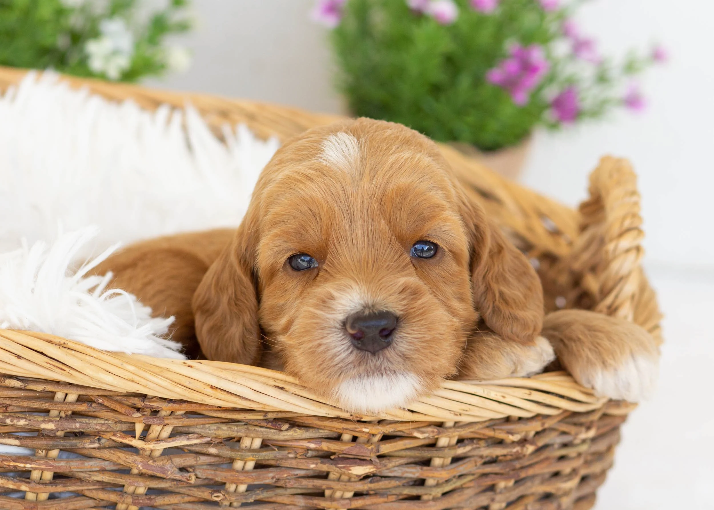 Ruff goldendoodle for sale7.jpg