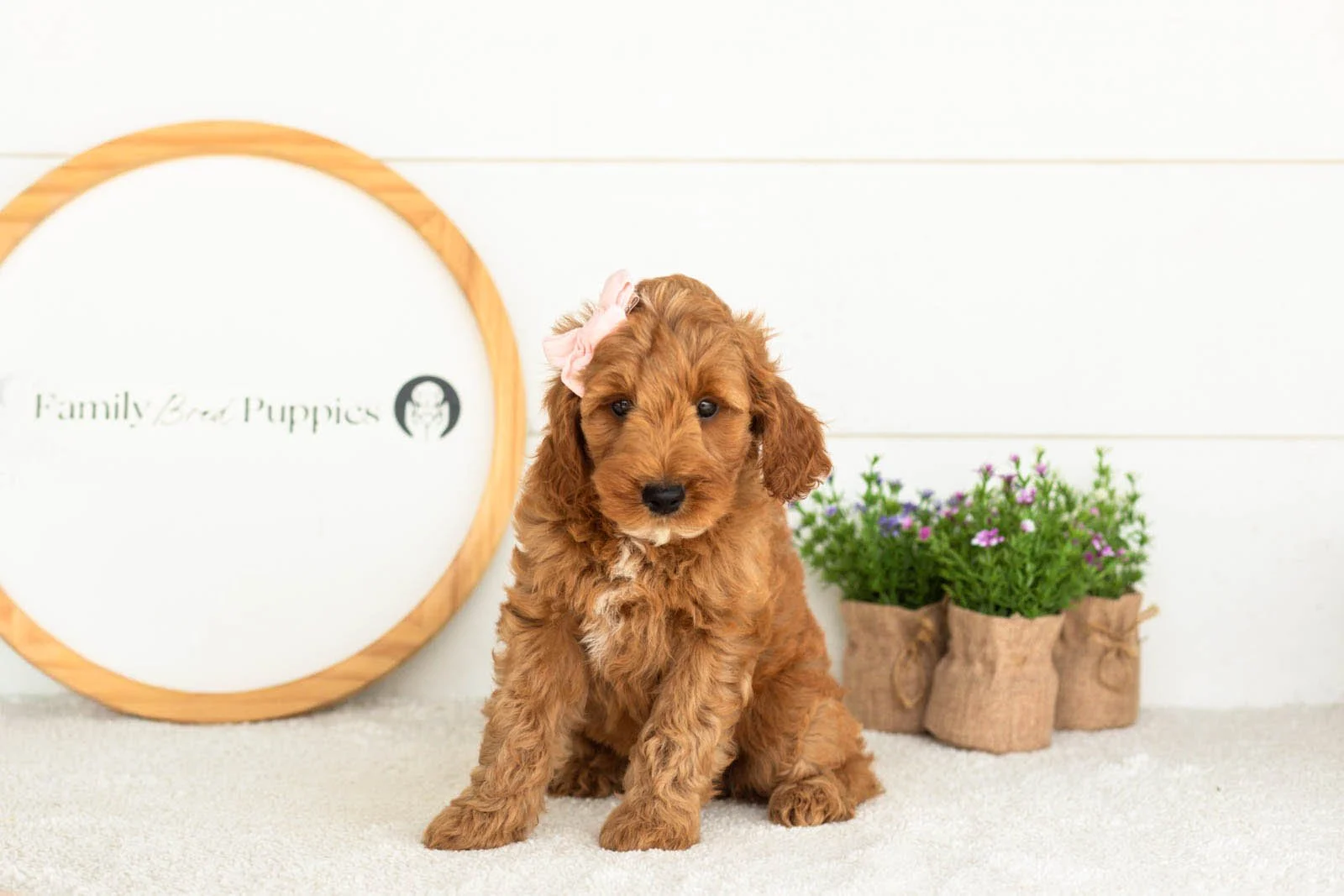 Angel goldendoodle for sale(1).jpg