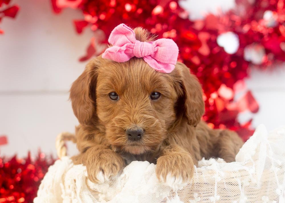 Jesi goldendoodle for sale.jpg