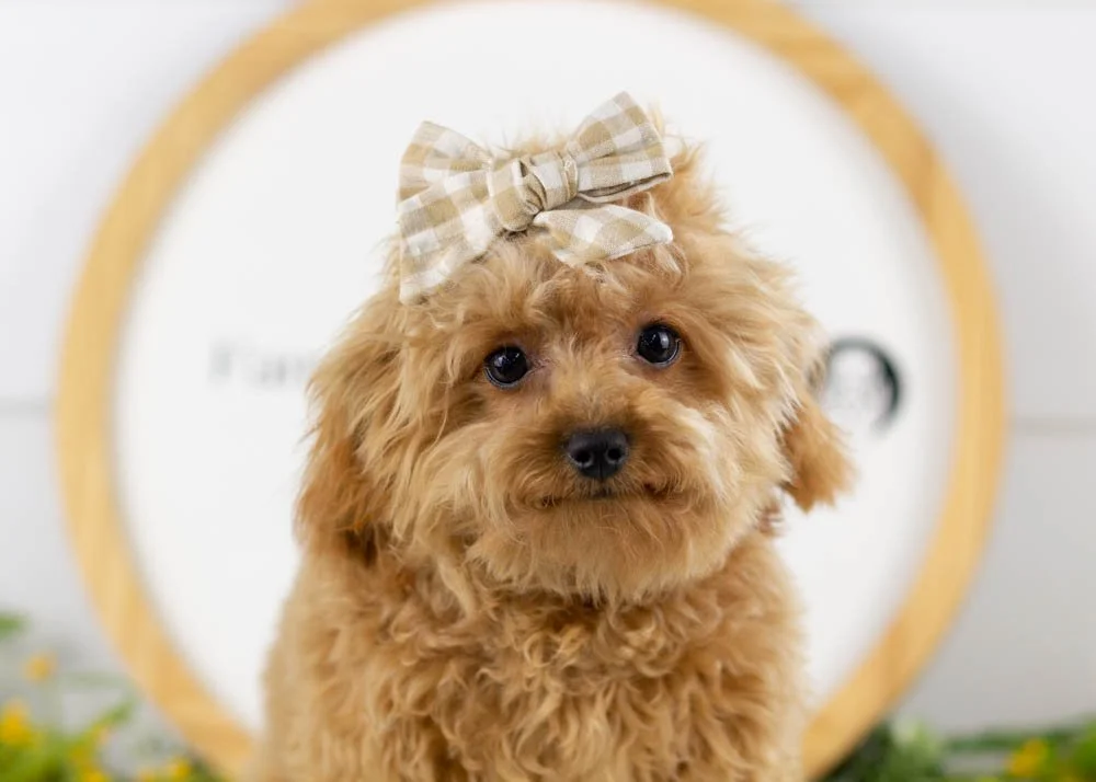 Olive goldendoodle for sale..jpg