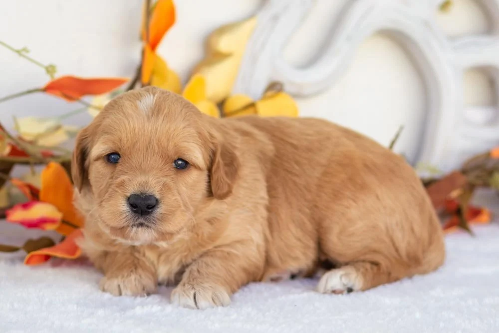 pecan pie goldendoodle for sale(2).jpg