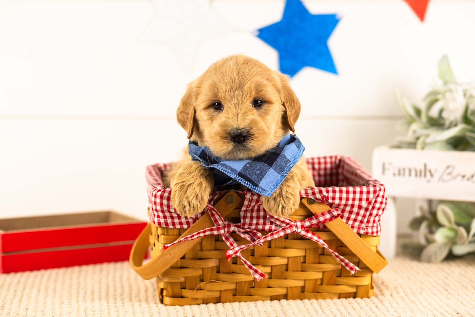 gandalf goldendoodle for sale(3).jpg