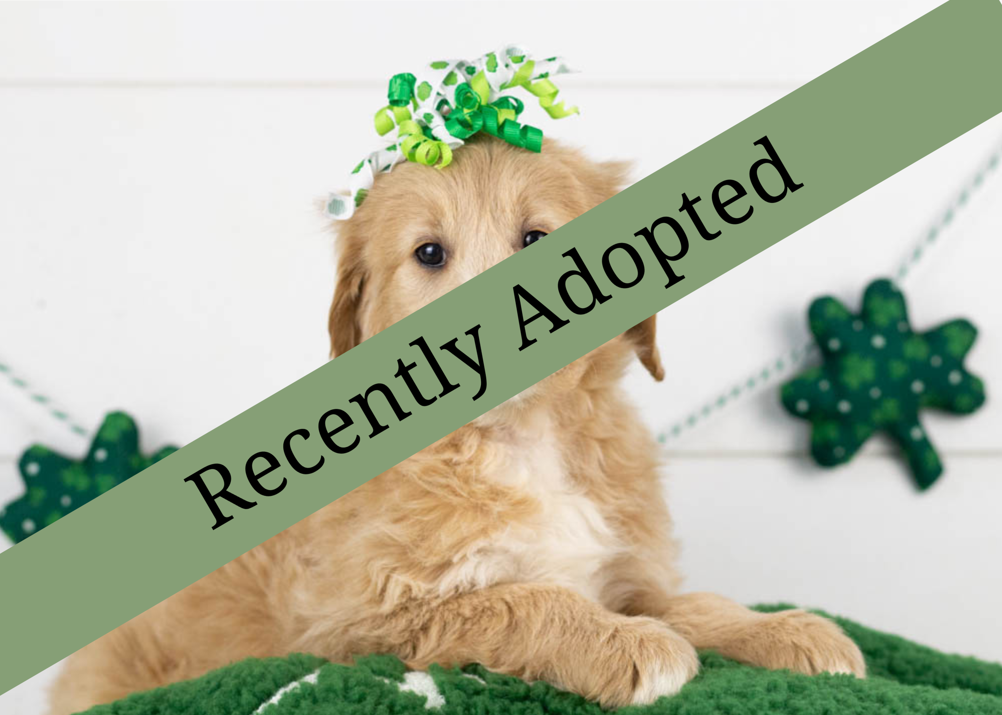 goldendoodle for sale