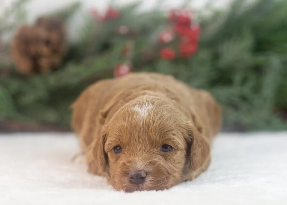 Robin goldendoodle for sale(1).jpg