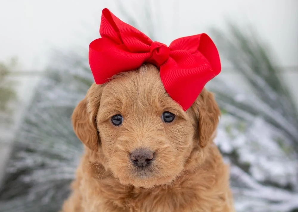 Sweet Potato goldendoodles for sale(2).jpg