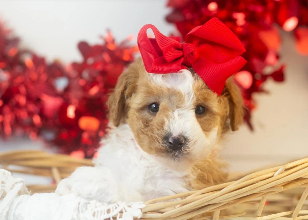 Denali goldendoodle for sale(1).jpg