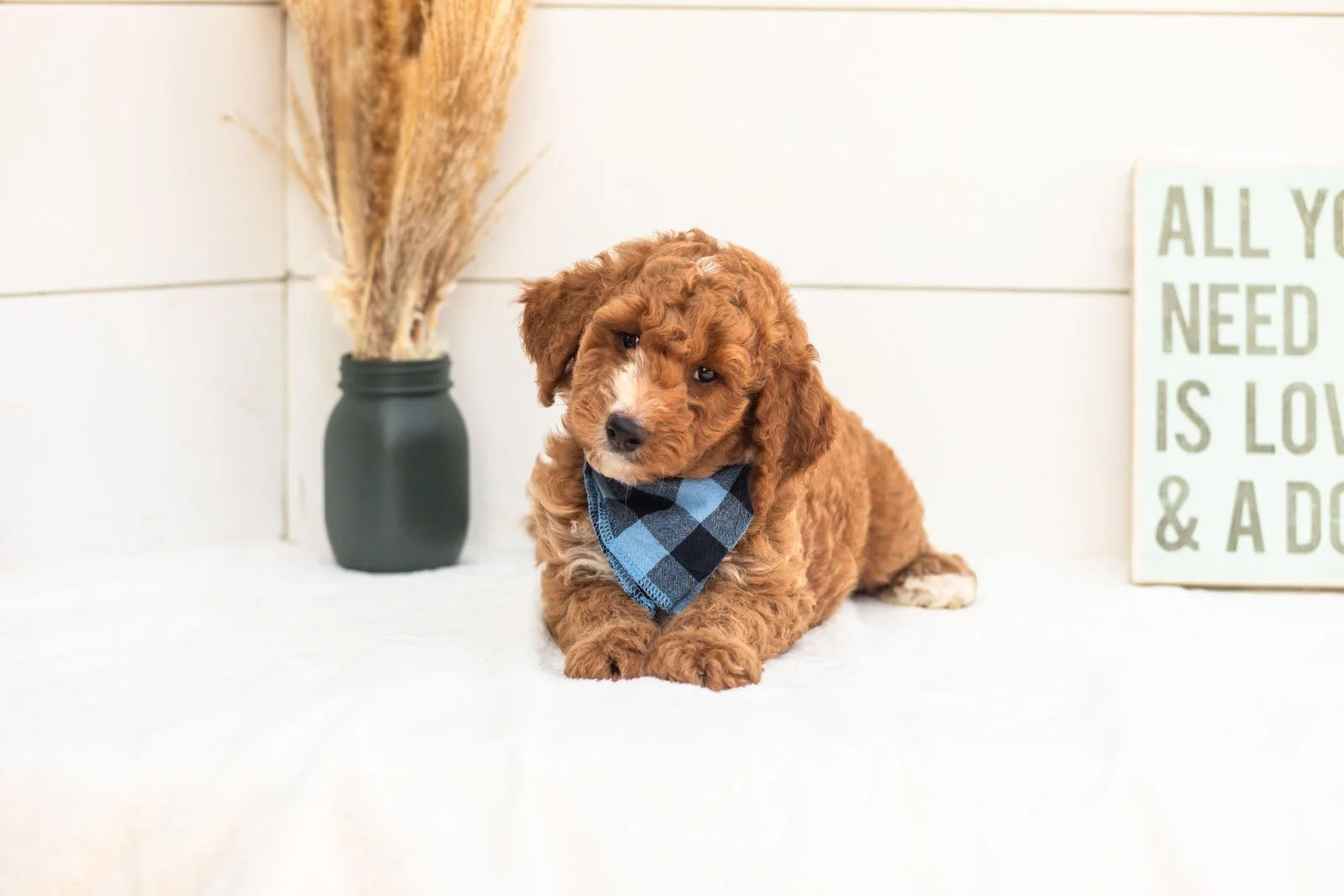 Guppy goldendoodle for sale(2).jpg