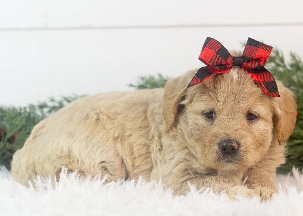 Sky goldendoodle for sale(3).jpg