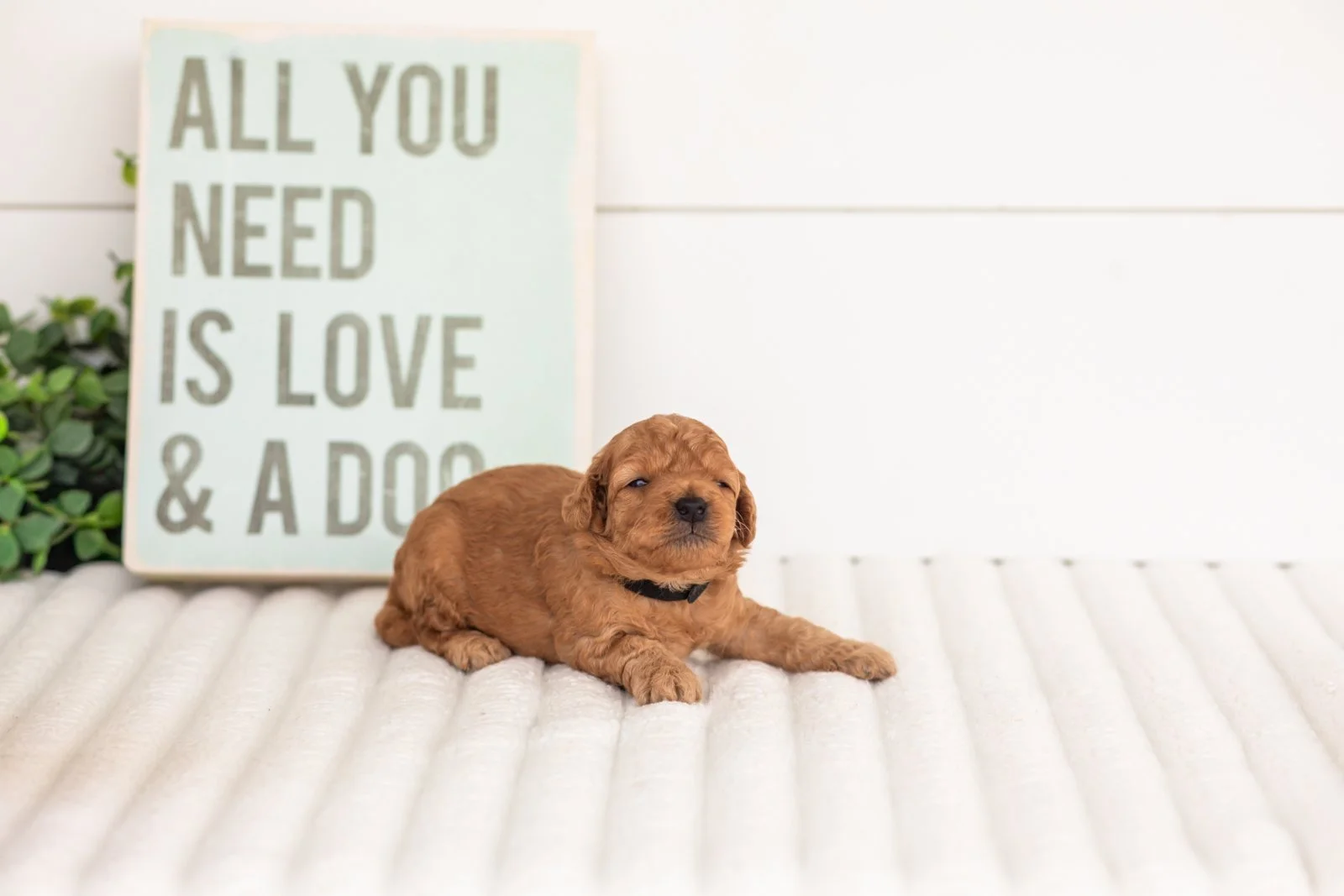 Corduroy goldendoodle for sale.jpg