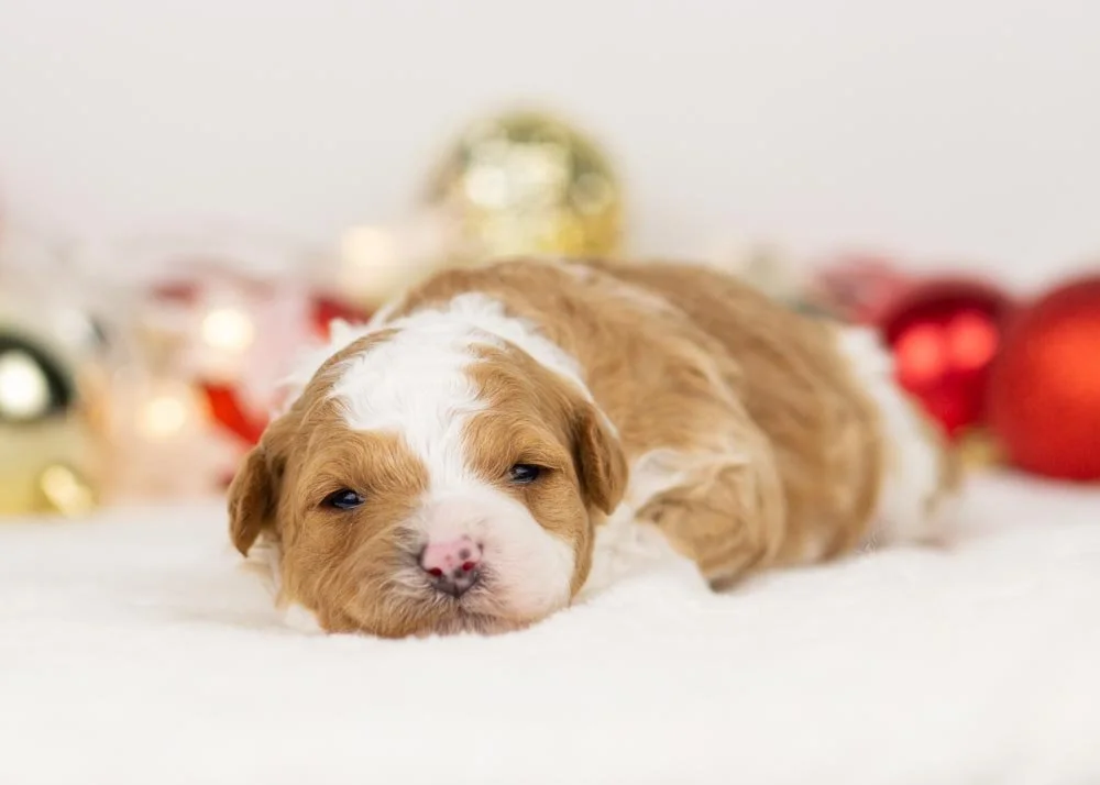 Denali goldendoodle for sale..jpg