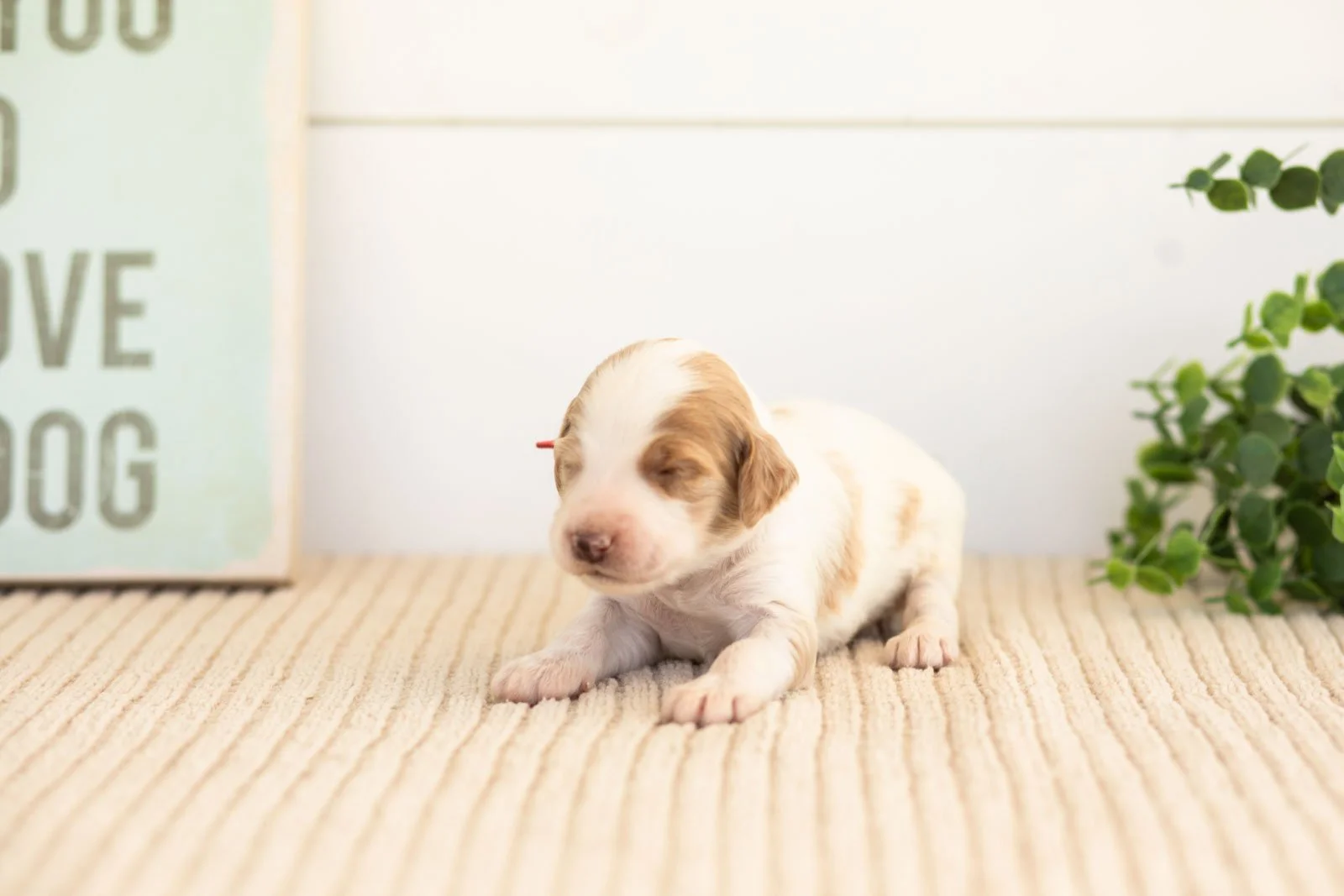 Pamir goldendoodle for sale(1).jpg