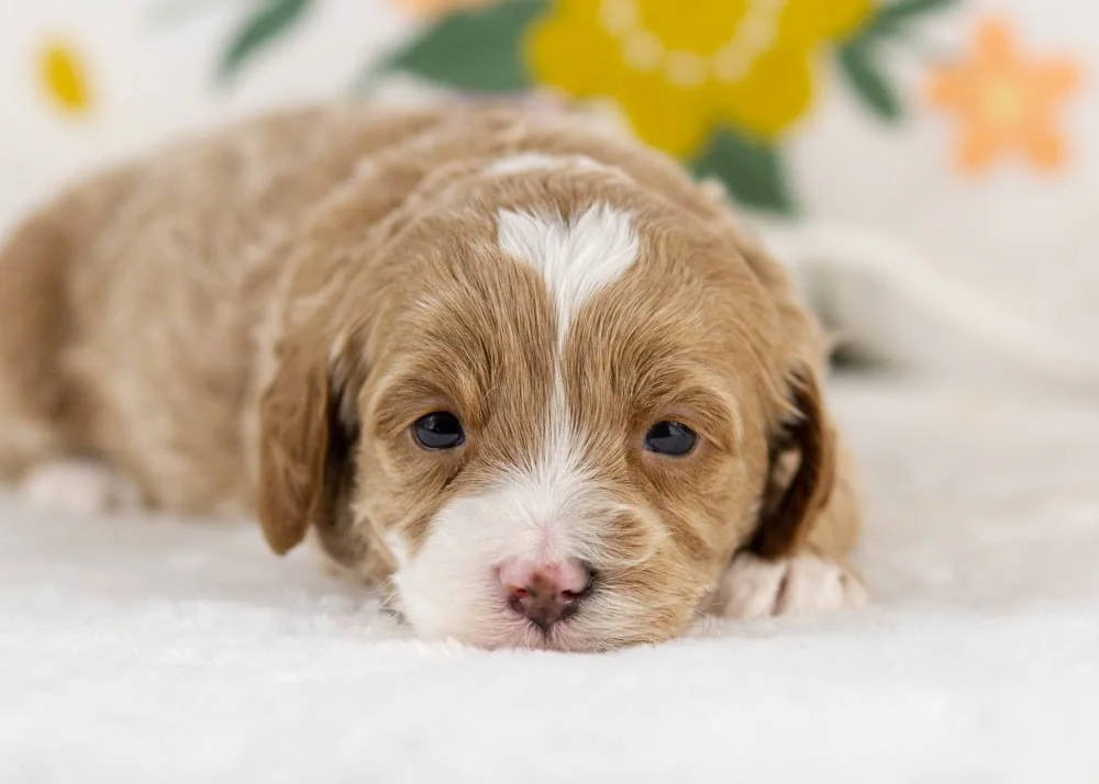 millie goldendoodle for sale(1).jpg