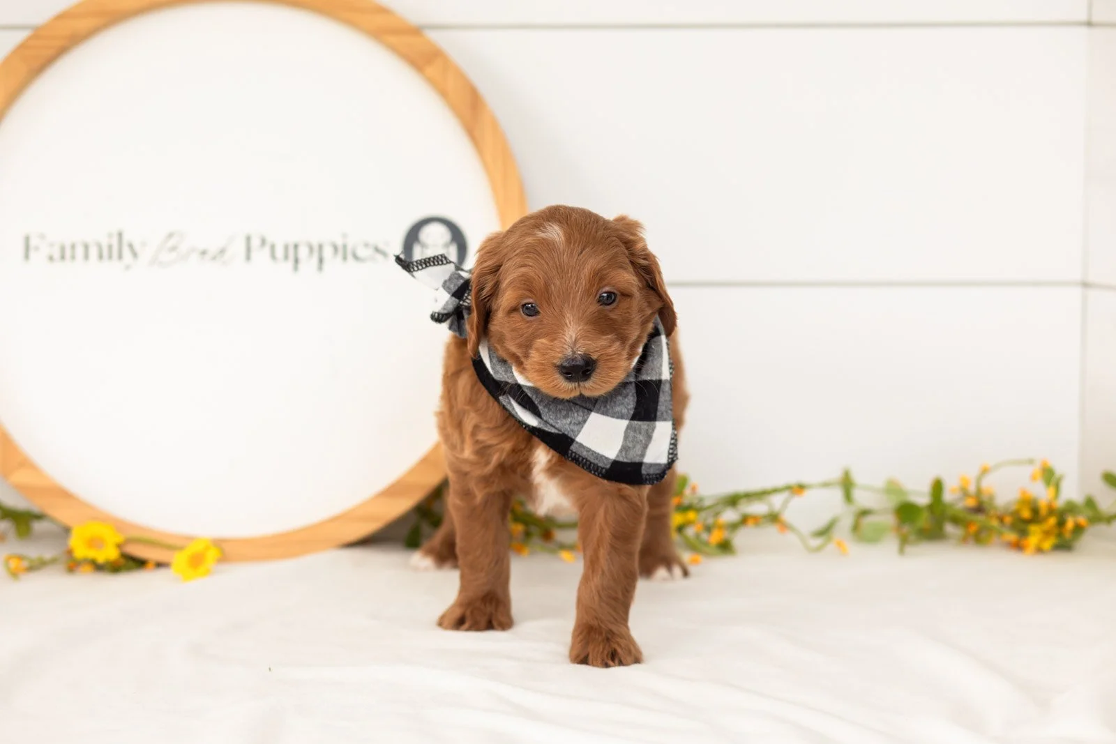 Squirtle goldendoodle for sale.jpg
