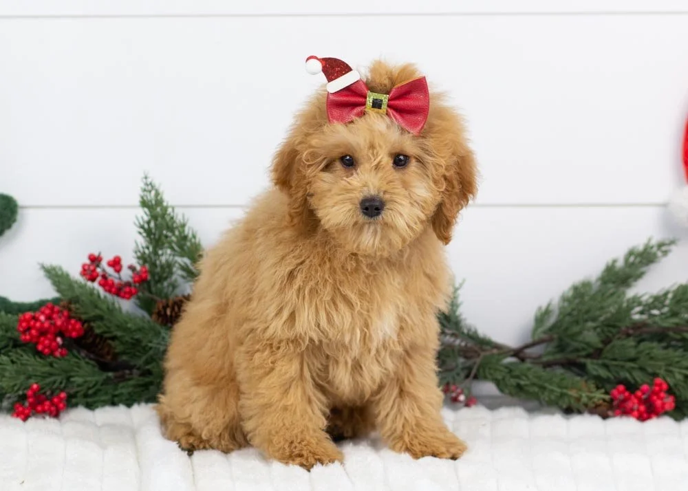 Bella goldendoodle for sale(1).jpg