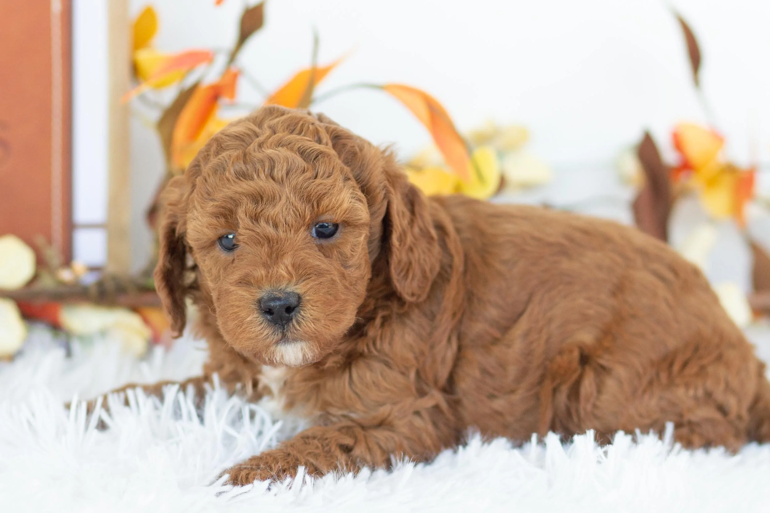 palazzo goldendoodle for sale.jpg