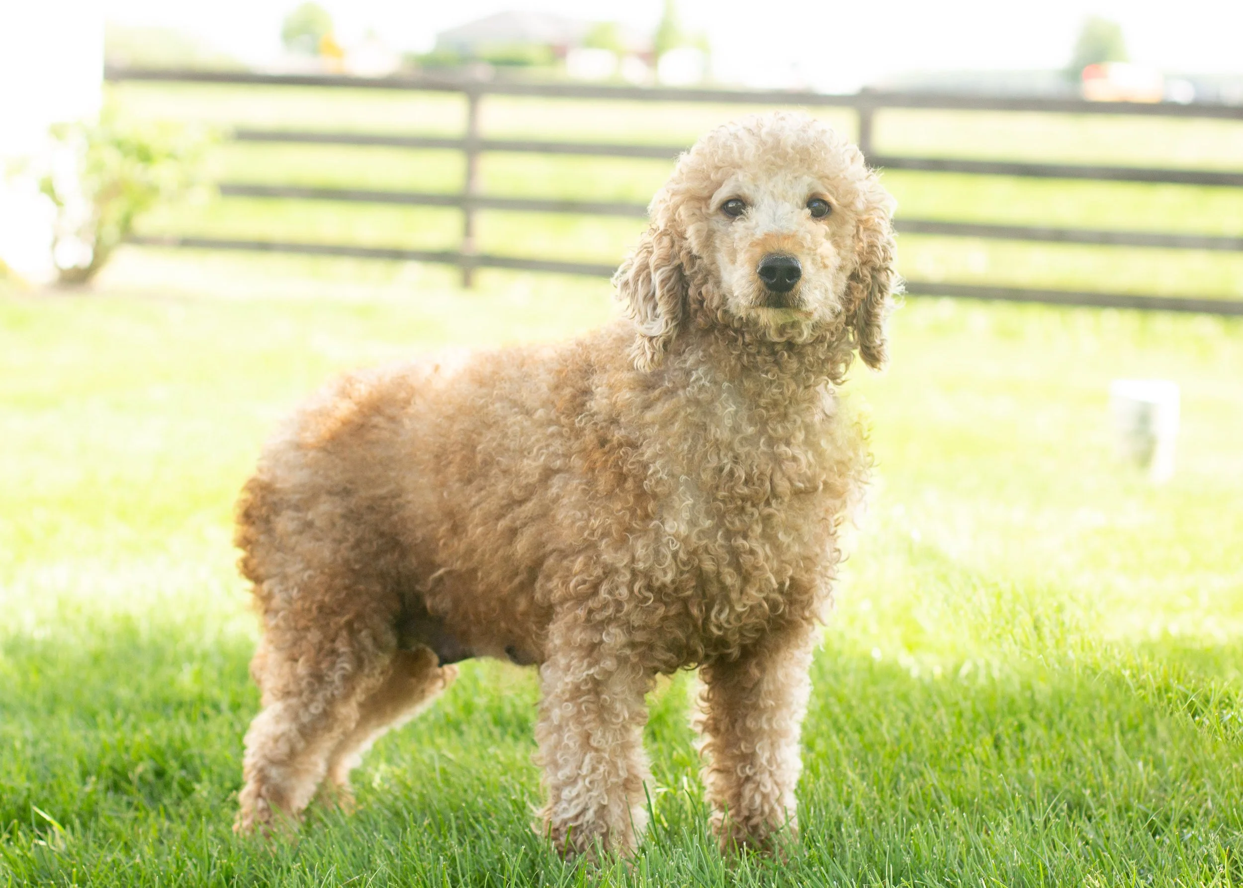 mom goldendoodle