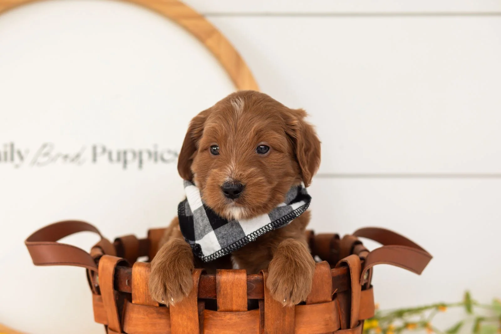 Squirtle goldendoodle for sale(3).jpg