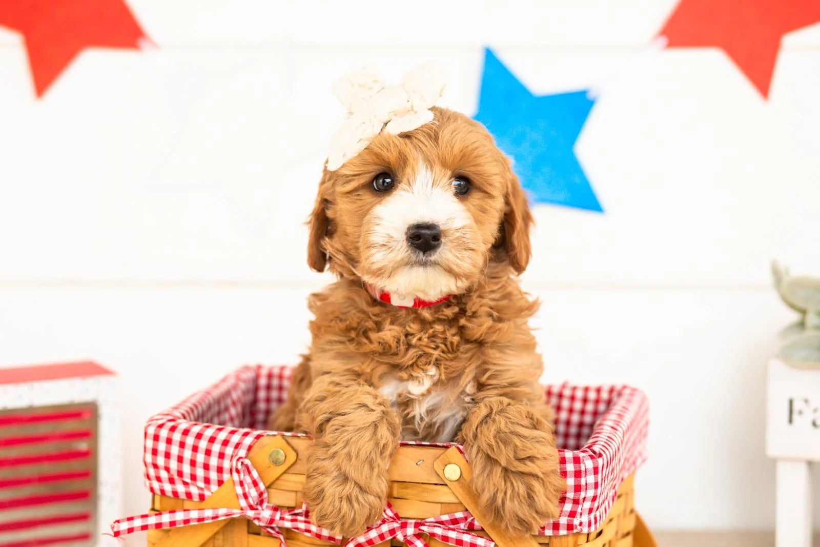 mary goldendoodle for sale(3).jpg