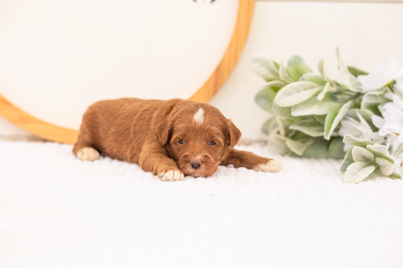 Vale goldendoodle for sale(2).jpg
