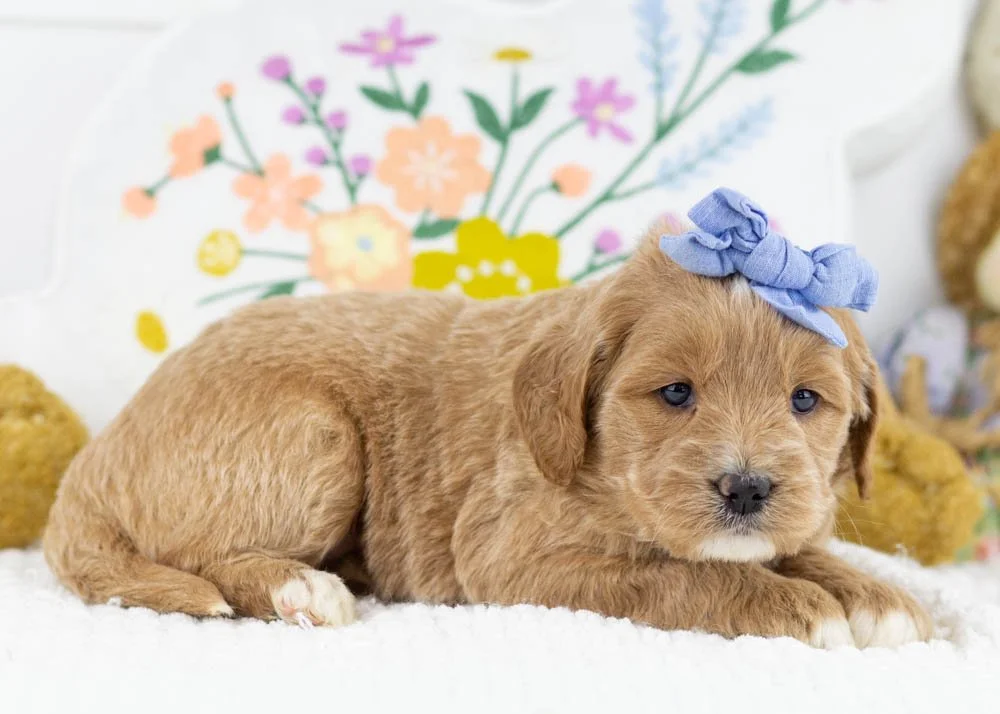 Monica goldendoodle for sale.jpg