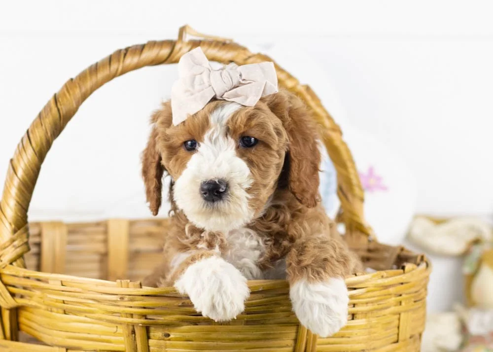 Dennis 1-17-26 Brenda 6. 11oz.jpg