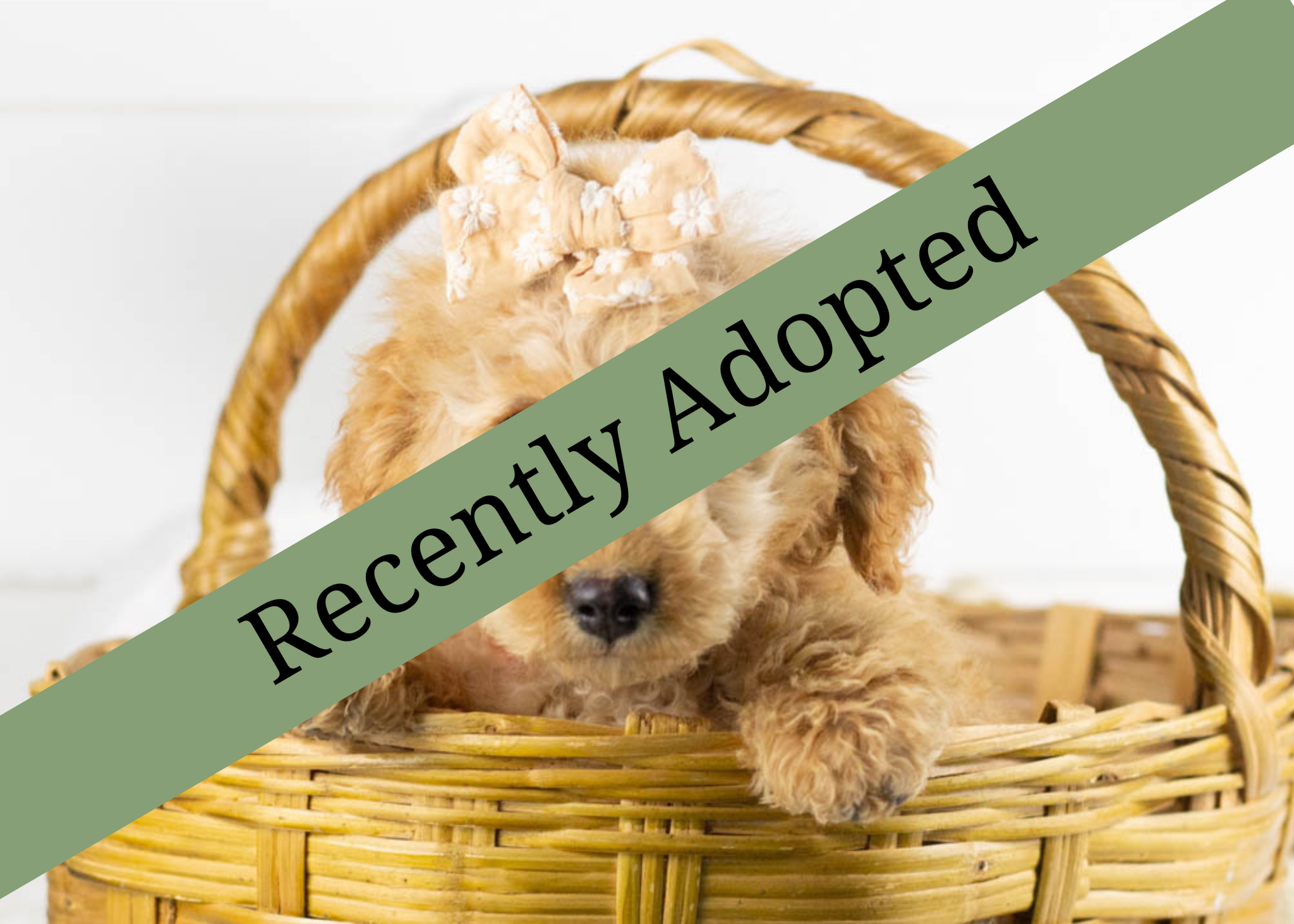 goldendoodle for sale