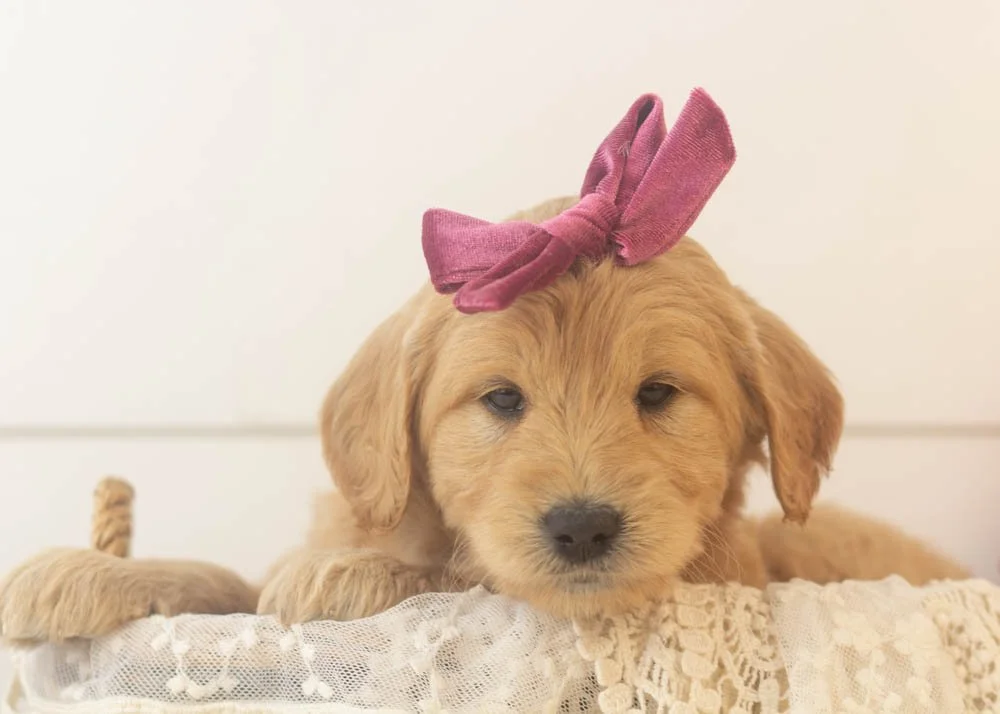 Taffy goldendoodle for sale(1).jpg