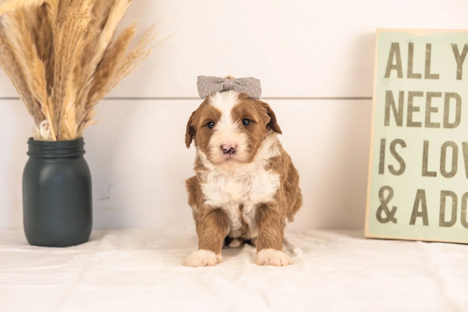 White Sox goldendoodle for sale(3).jpg