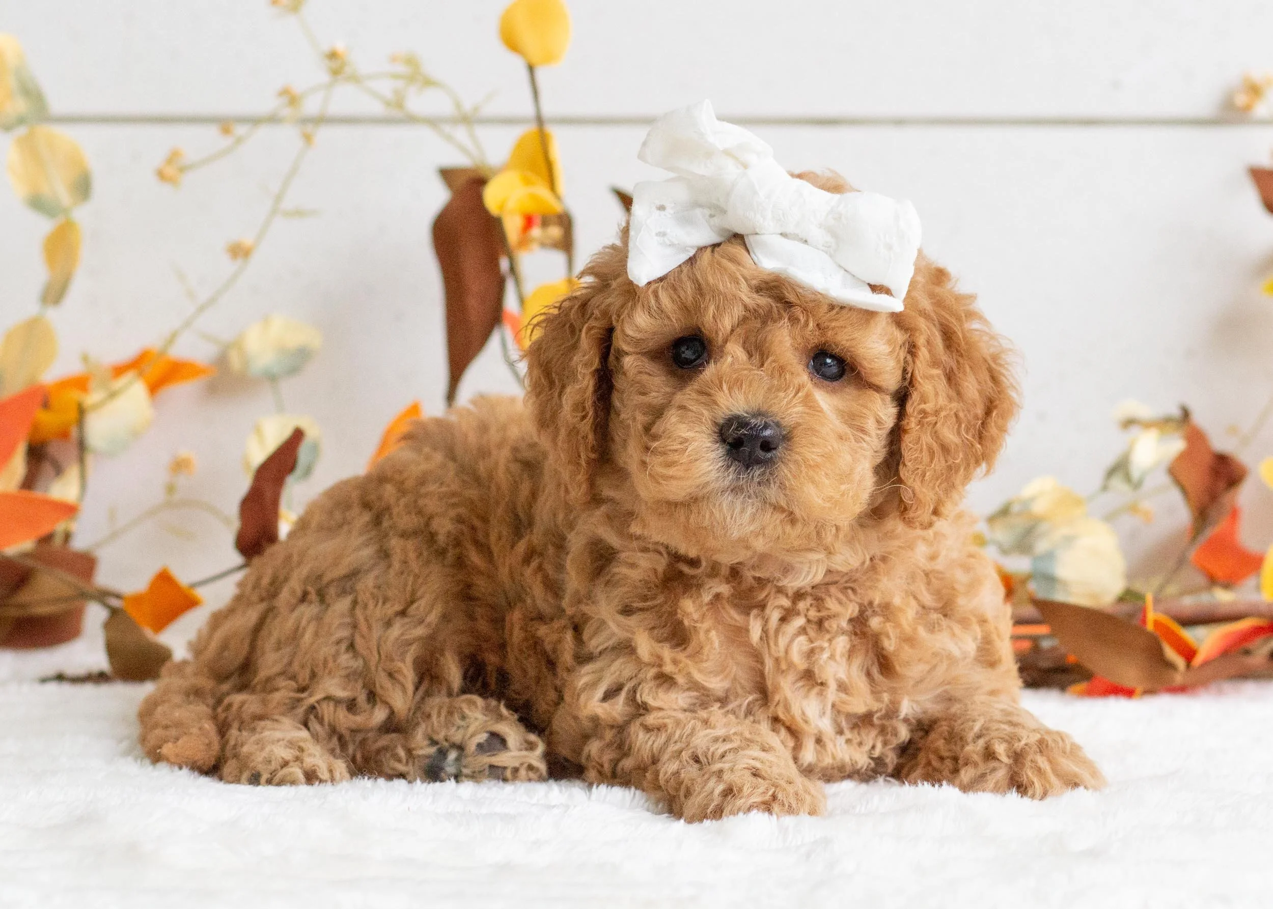 Bella goldendoodle for sale(3).jpg