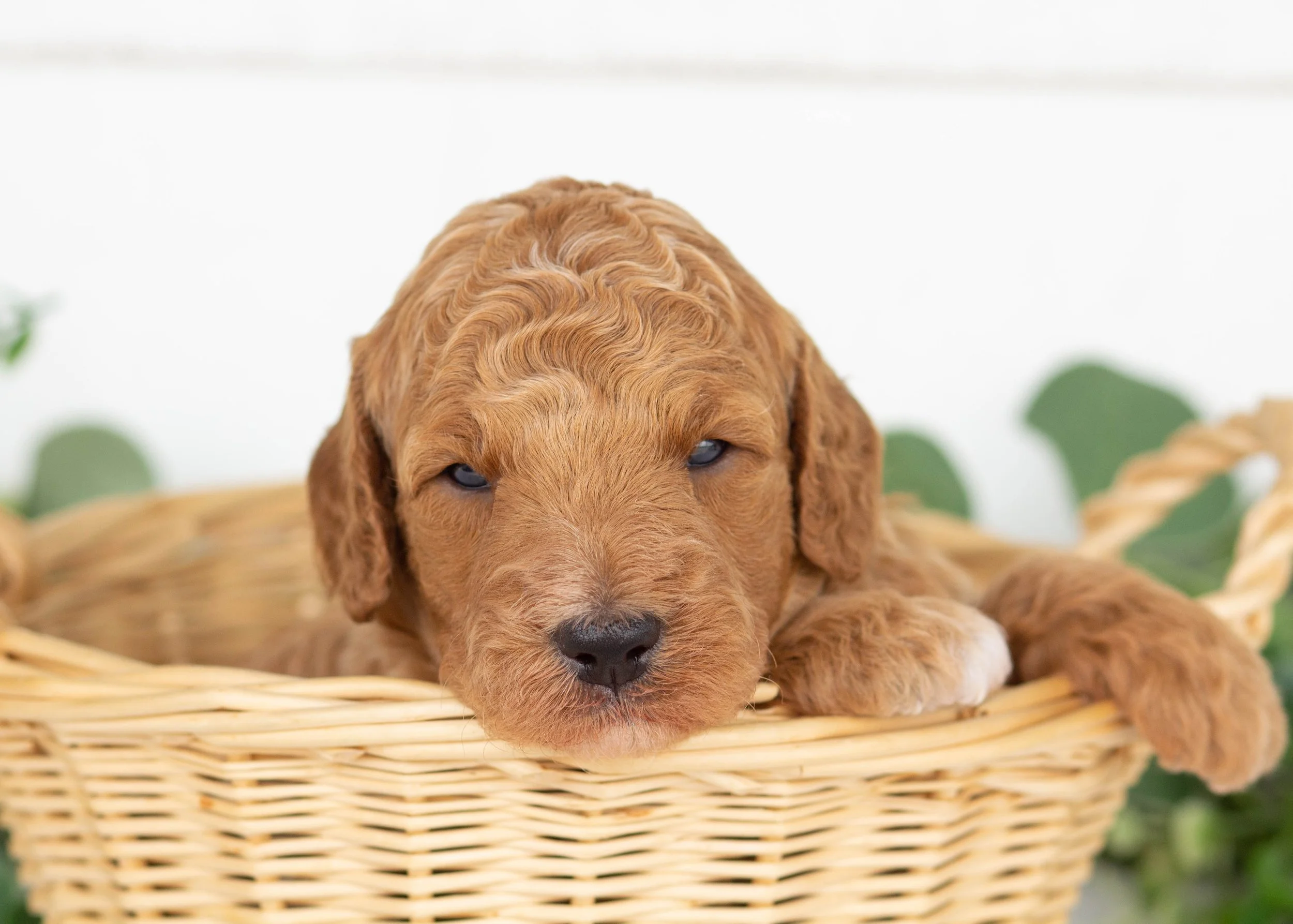 Gobber Goldendoodle for sale(3).jpg
