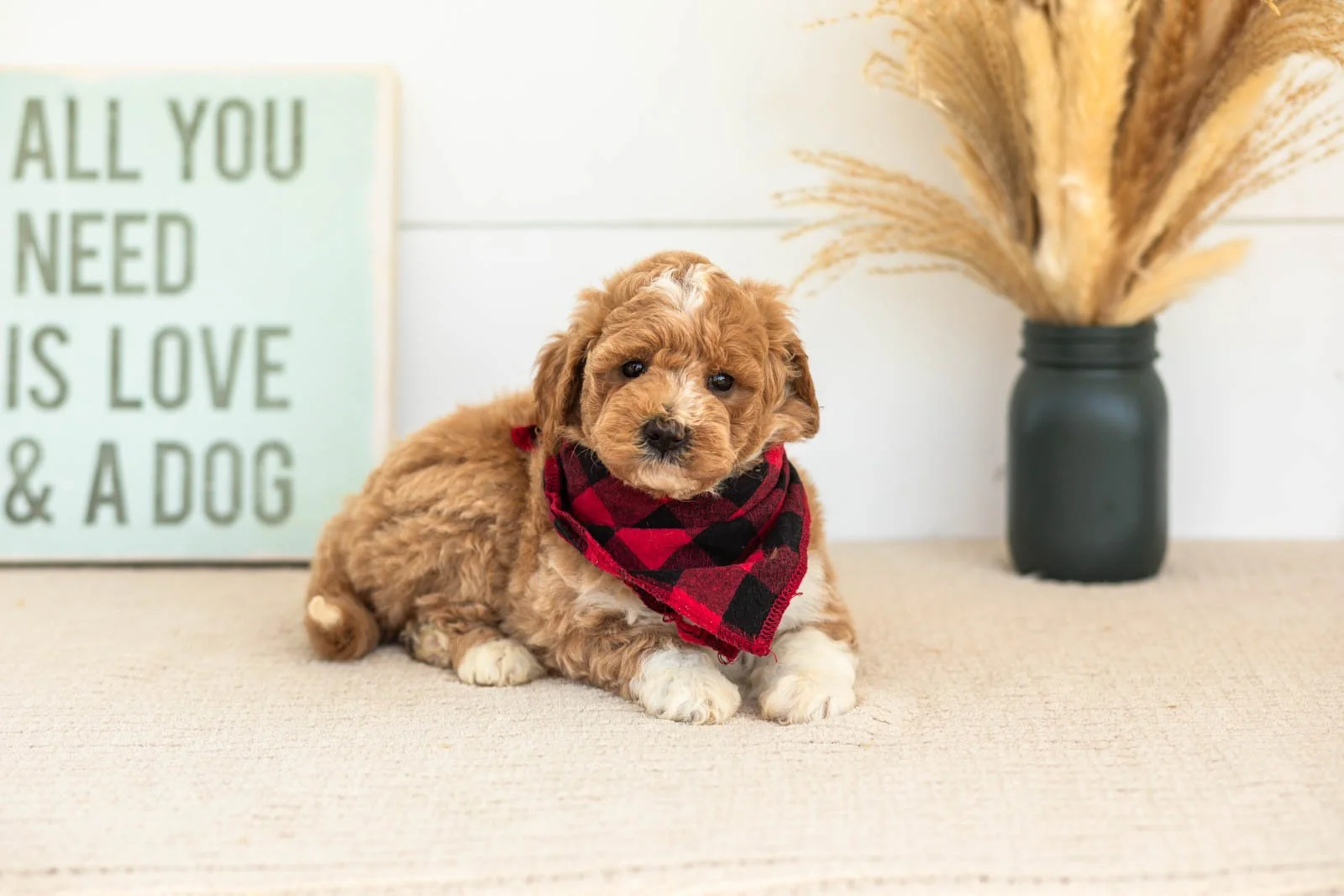 Felix goldendoodle for sale(4).jpg