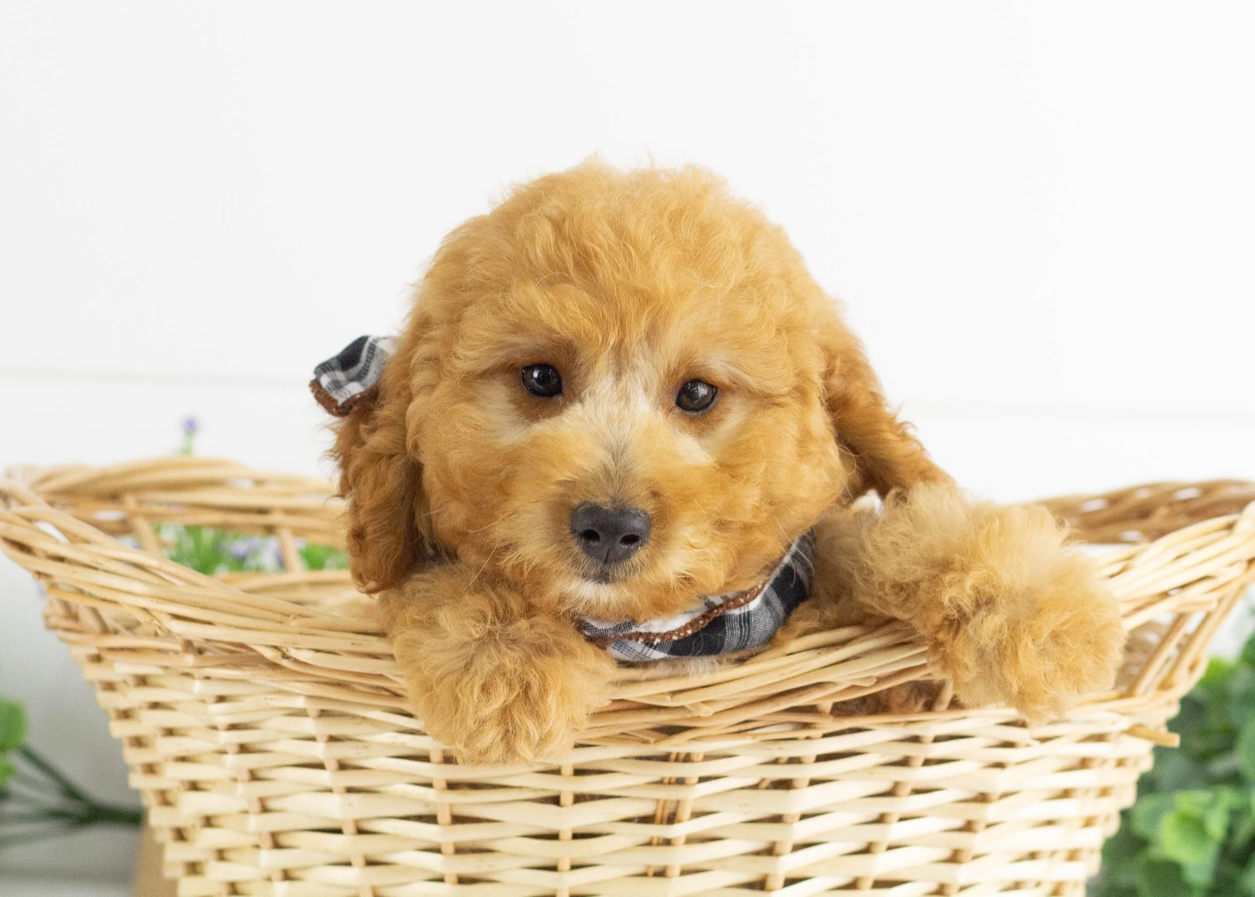 Frankie Goldendoodle For Sale.jpg