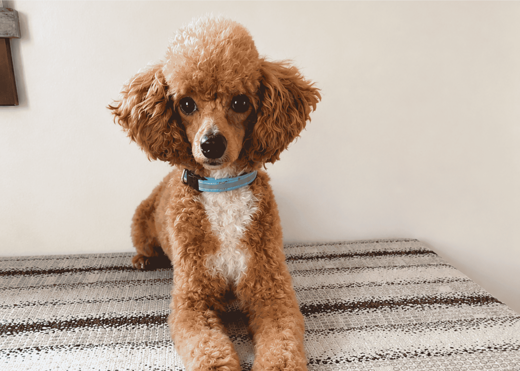 dad poodle