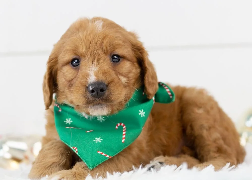 Almond Goldendoodle for sale(1).jpg