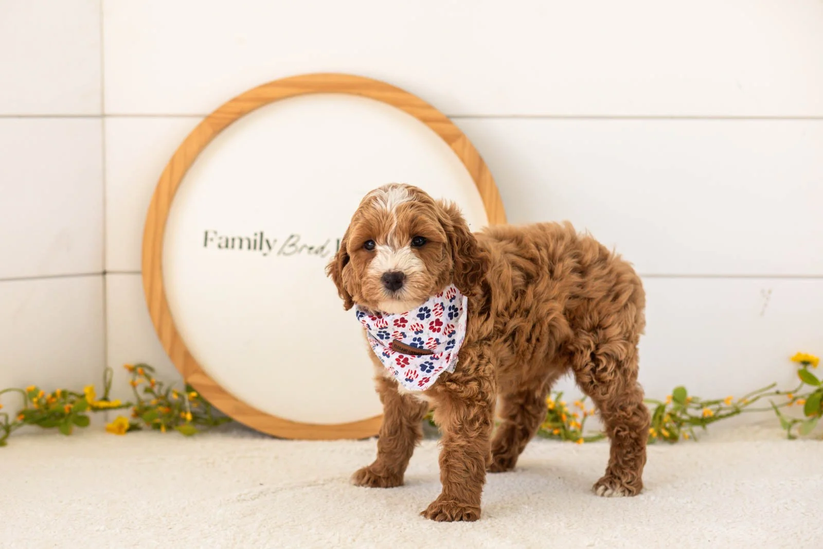 Mac goldendoodle for sale(3).jpg
