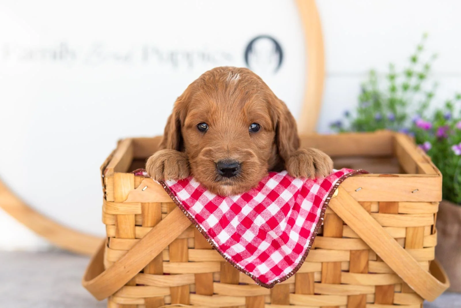 Phil goldendoodle for sale(3).jpg