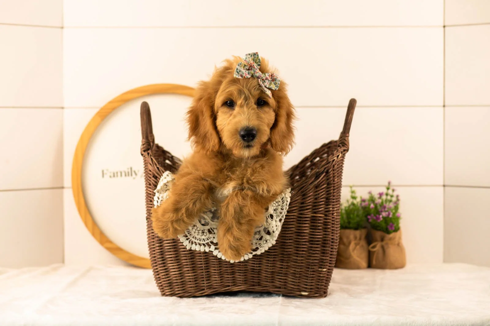 Cha cha goldendoodle for sale(1).jpg