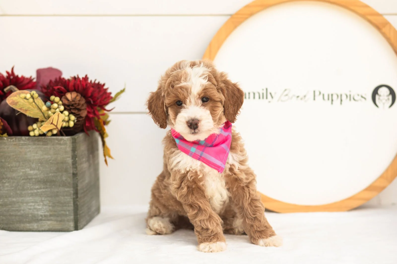 Cardinal goldendoodle for sale(1).jpg