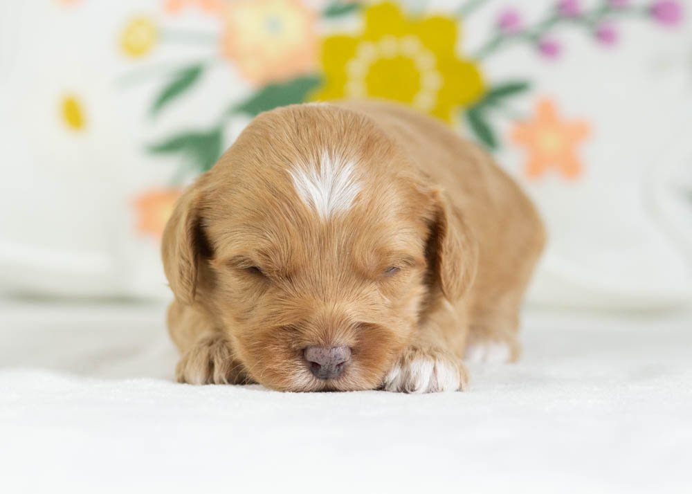 cannoli goldendoodle for sale(2).jpg