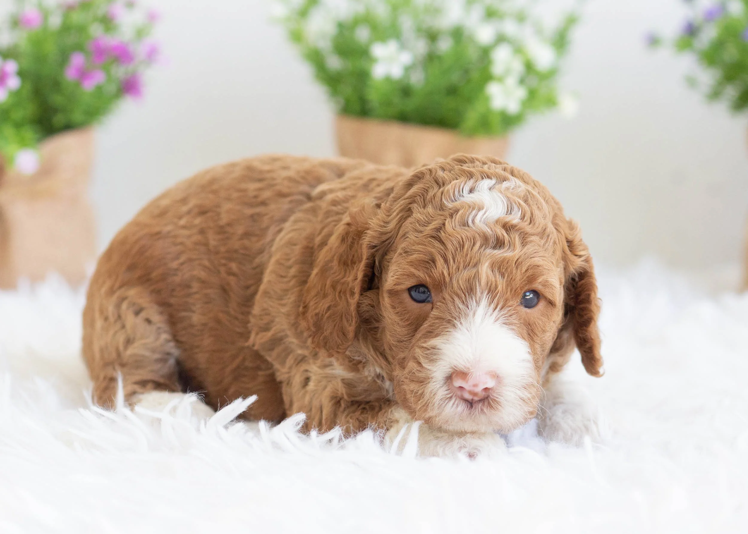 Zoey Goldendoodle For Sale.jpg