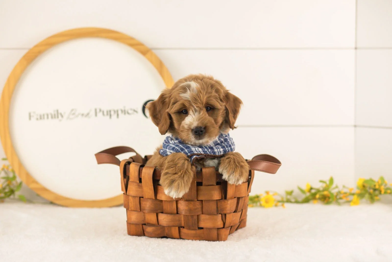 Bobby goldendoodle for sale(3).jpg